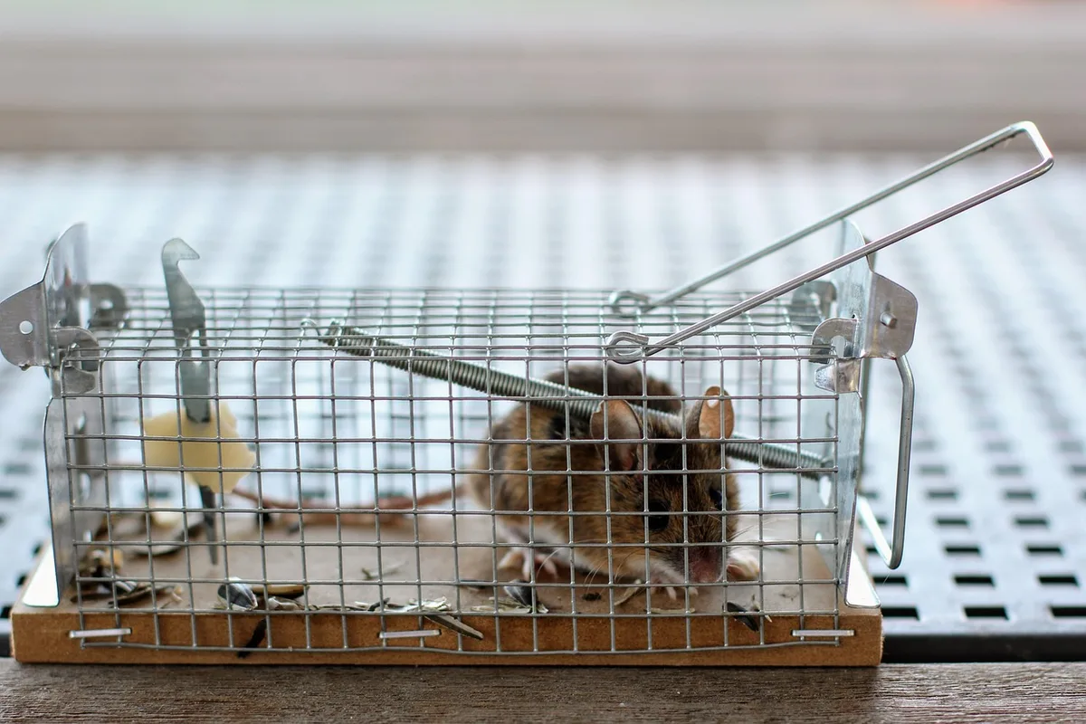Pièges à souris correctement positionnés le long d'une plinthe contre un mur