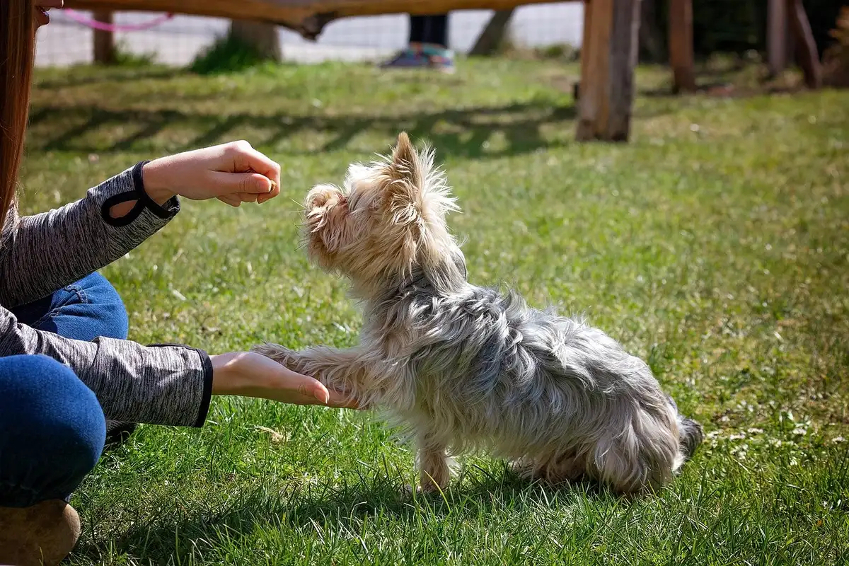 Propriétaire récompensant un chien avec une friandise pour renforcer un comportement