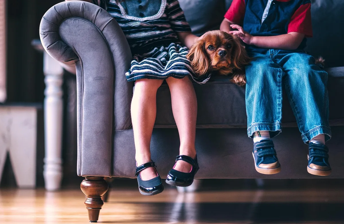 Séance courte d'éducation canine dans un salon lumineux