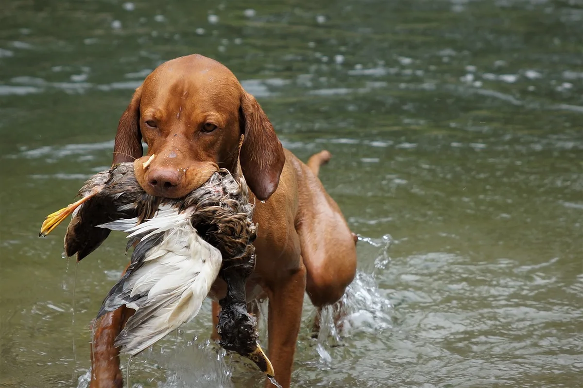 Main d'une personne offrant une friandise à un chien attentif en intérieur calme
