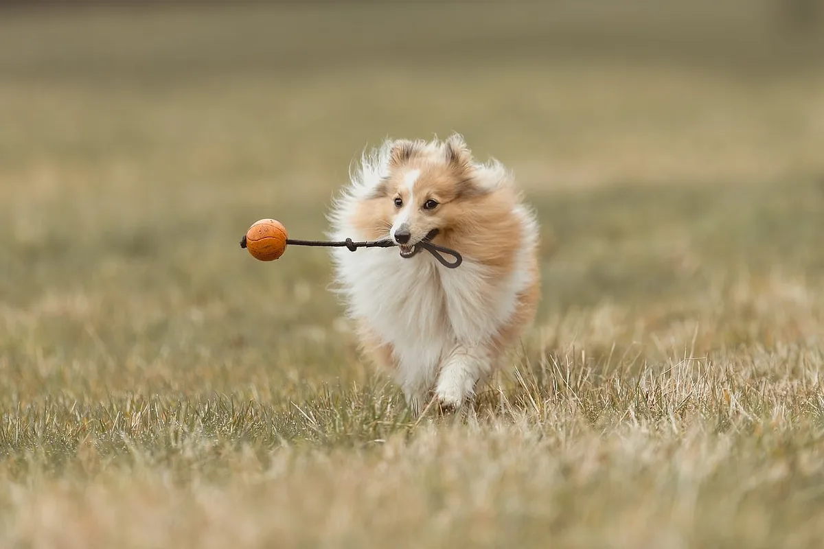 Chien tenant un jouet près d'un autre chien, posture de garde de ressource