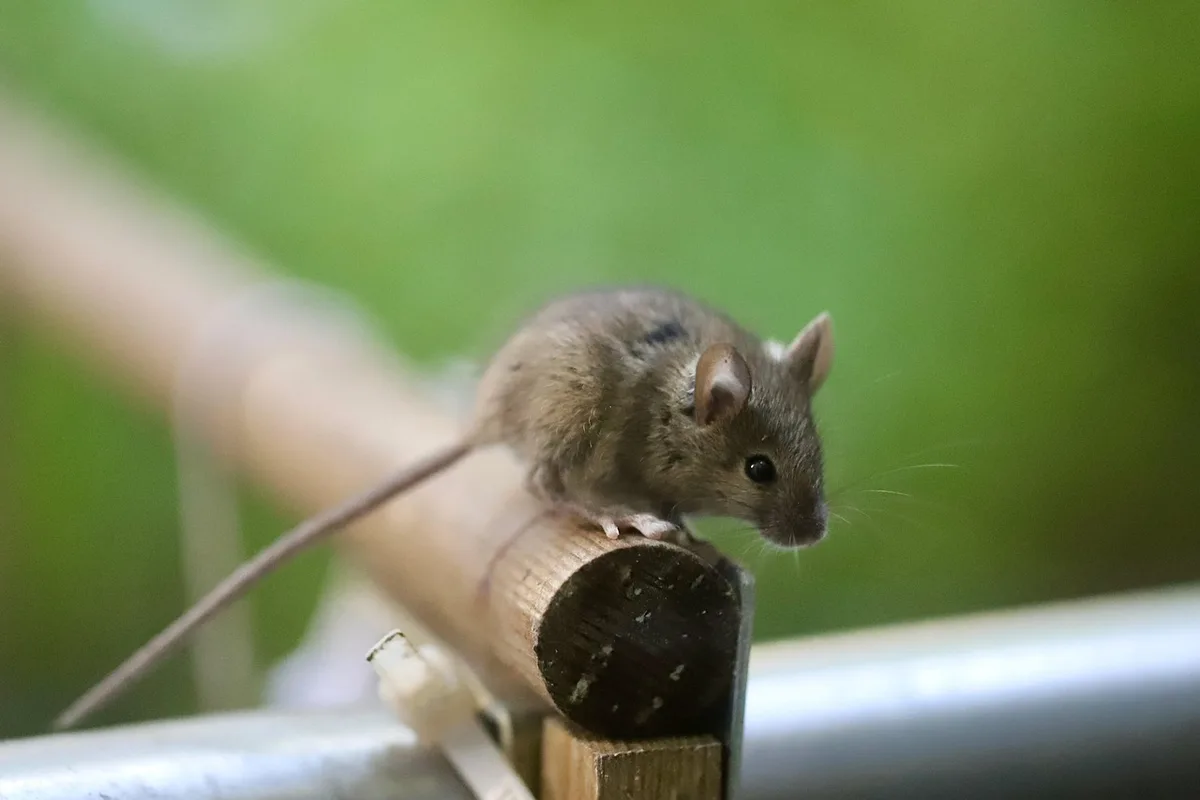 Petits excréments allongés sur carton et bords rongés