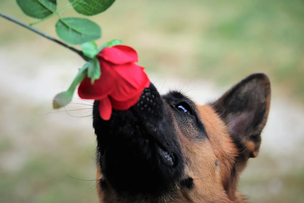 Chien reniflant un tapis et des objets dans la maison