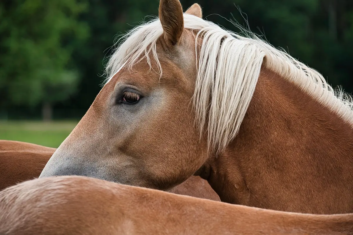 Caméra fixée dans un box surveillant un cheval à distance