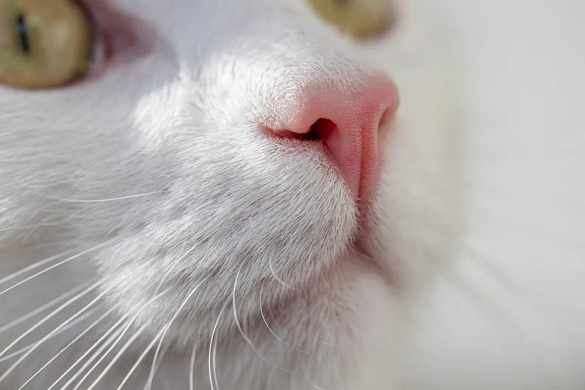 Chat se toilettant avec un pelage brillant et sain