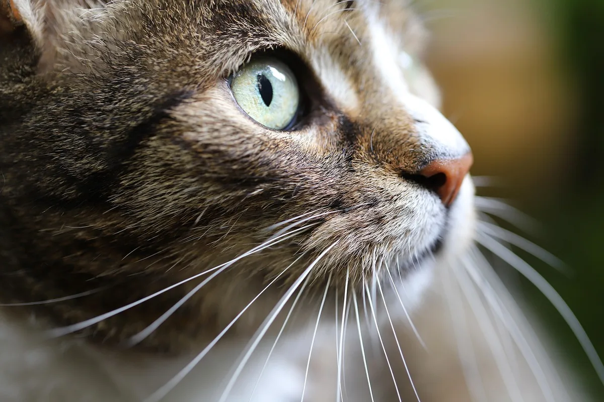 Main caressing le dos d'un chat dans un environnement intérieur