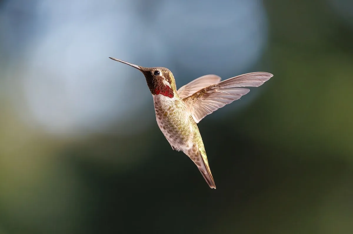 Schéma anatomique simplifié montrant la position de la syrinx dans la poitrine d'un oiseau