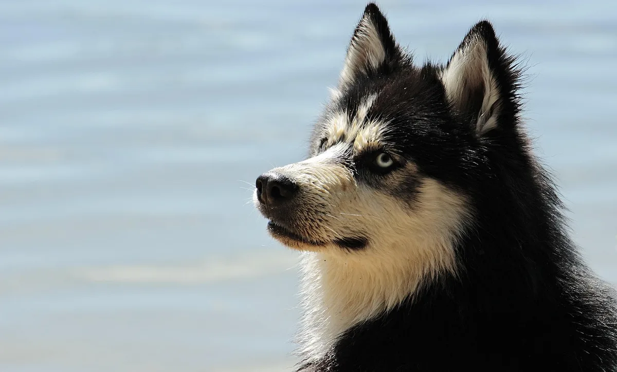 Chien de race énergique lors d'une activité physique en extérieur