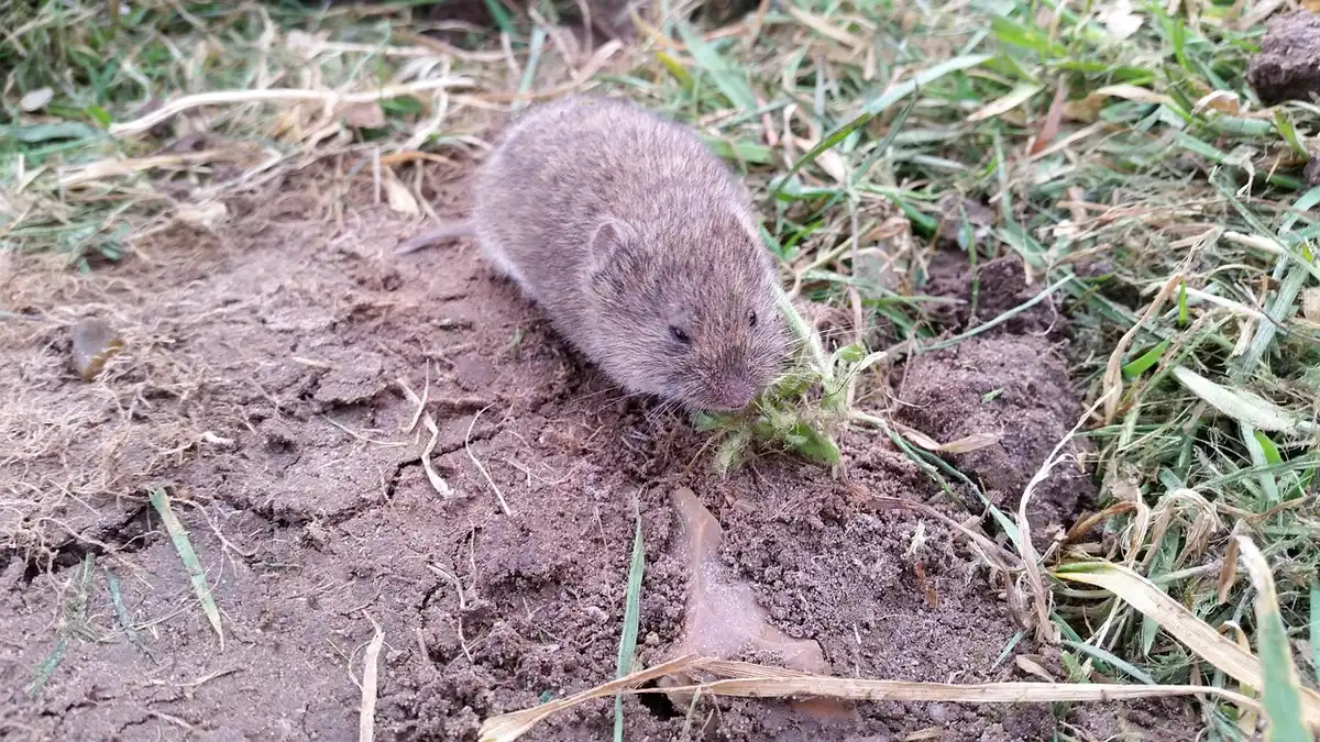 Comparaison visuelle entre un mulot, un campagnol et une souris montrant leurs différences morphologiques