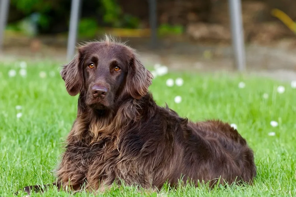 Personne et chien en interaction calme, geste bienveillant et attention mutuelle