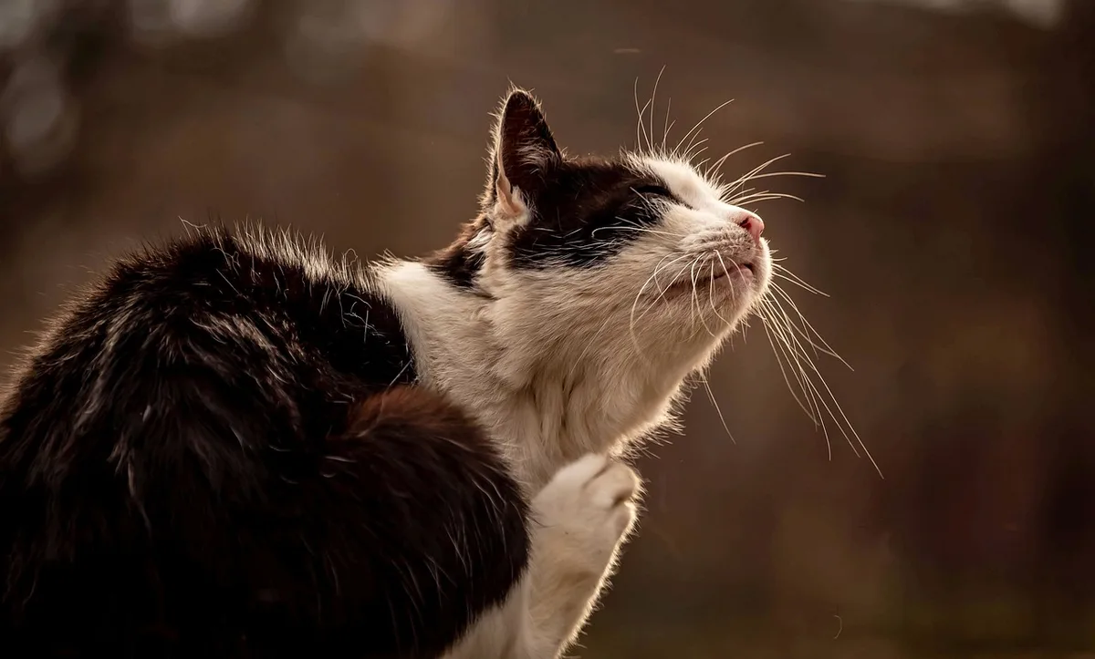 Chat se grattant l'oreille montrant agitation et inconfort
