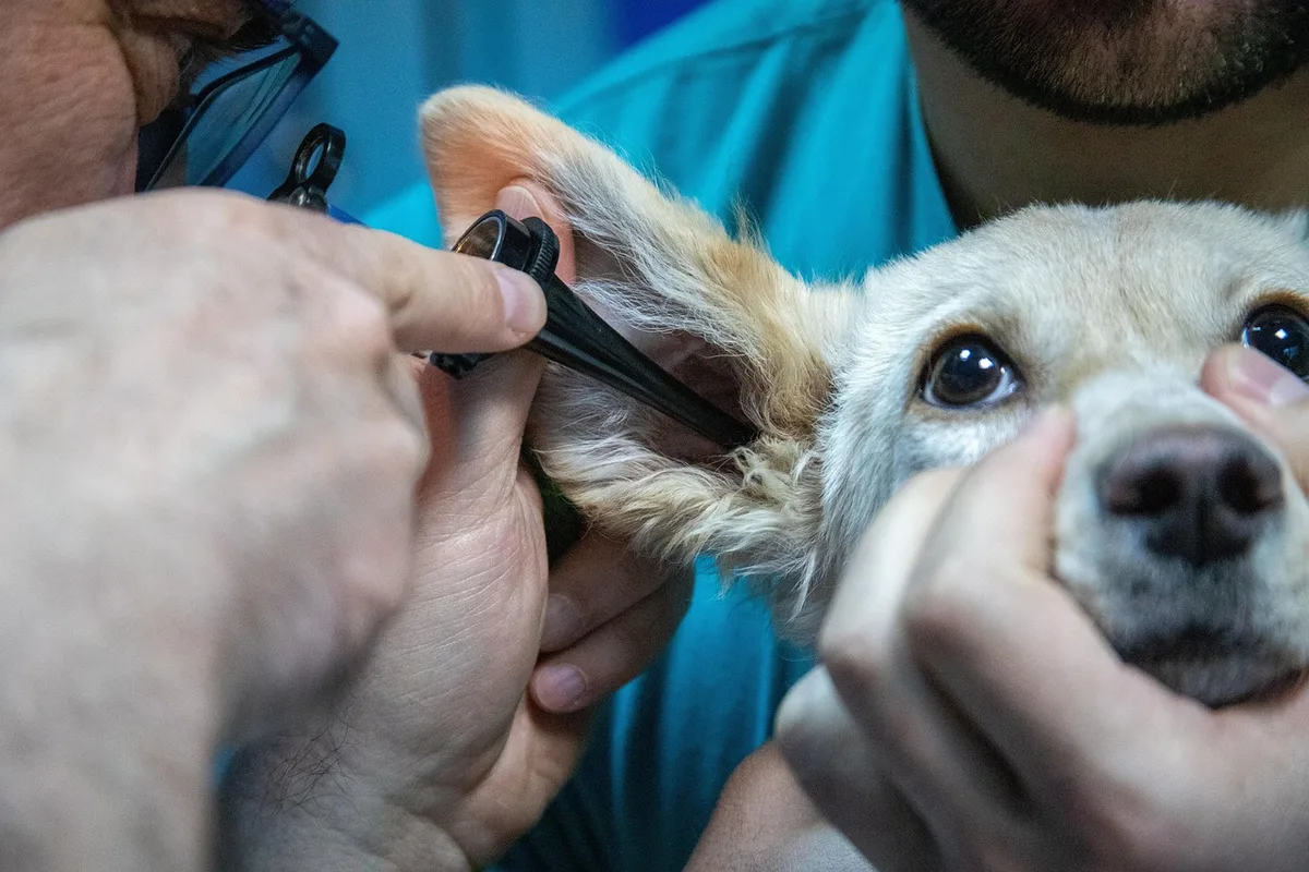 Vétérinaire examinant l'oreille d'un chat avec un otoscope
