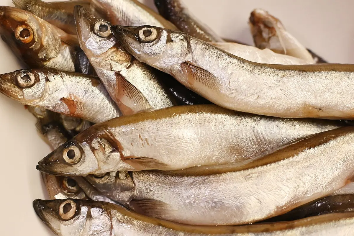 Viande et poisson frais pour animal de compagnie avec légumes