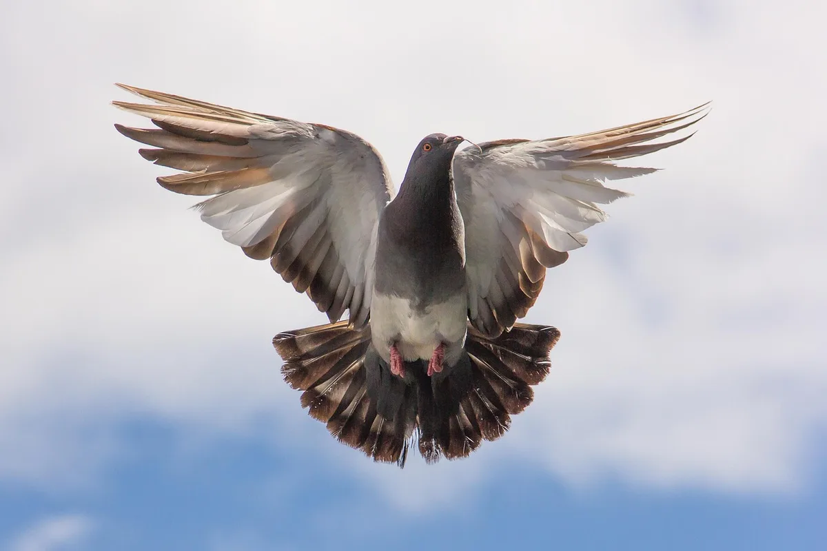 Pigeon voyageur bagué posé sur une main dans un colombier lumineux