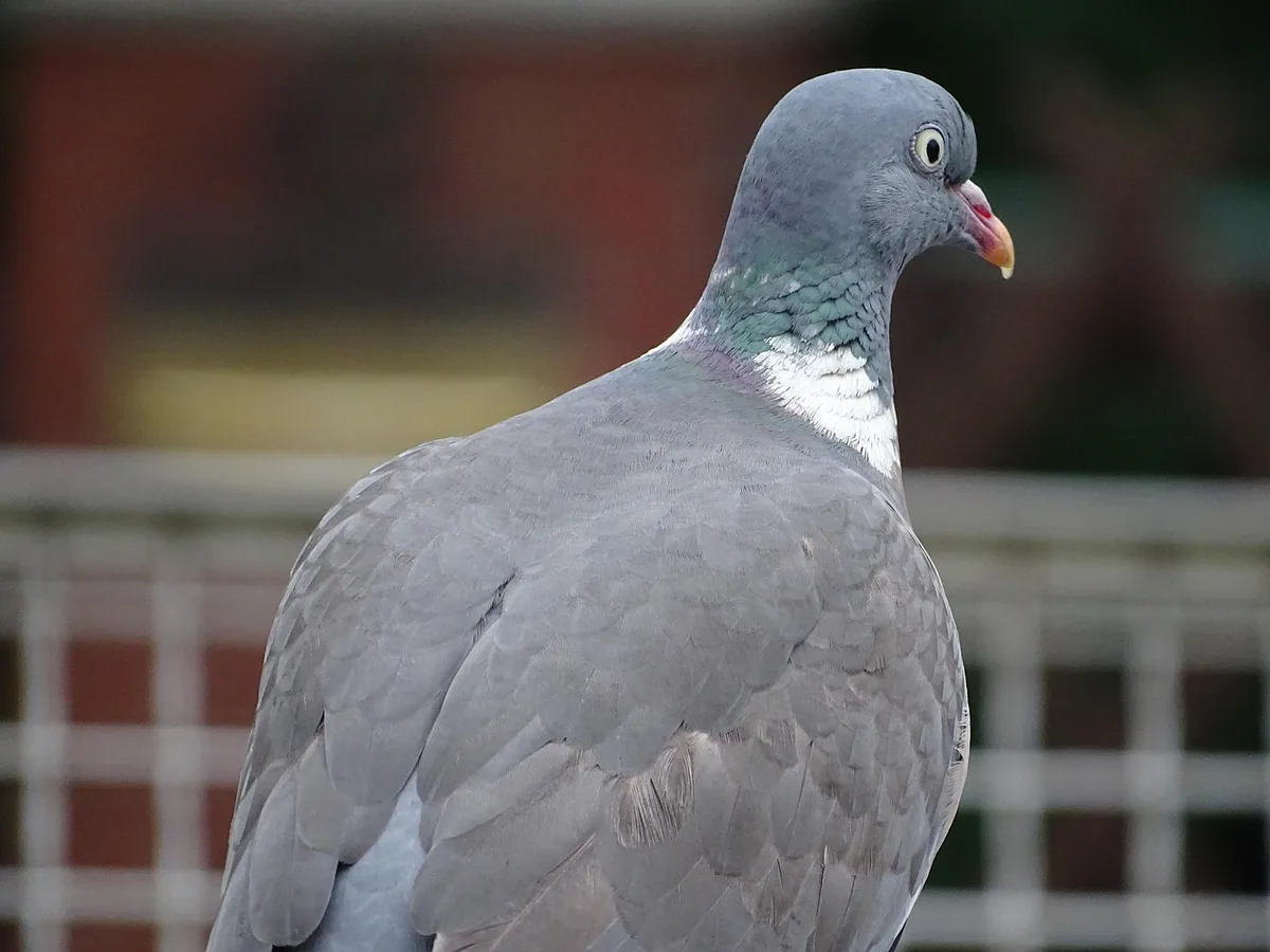 Pigeons relâchés en plein jour pour un entraînement d'orientation