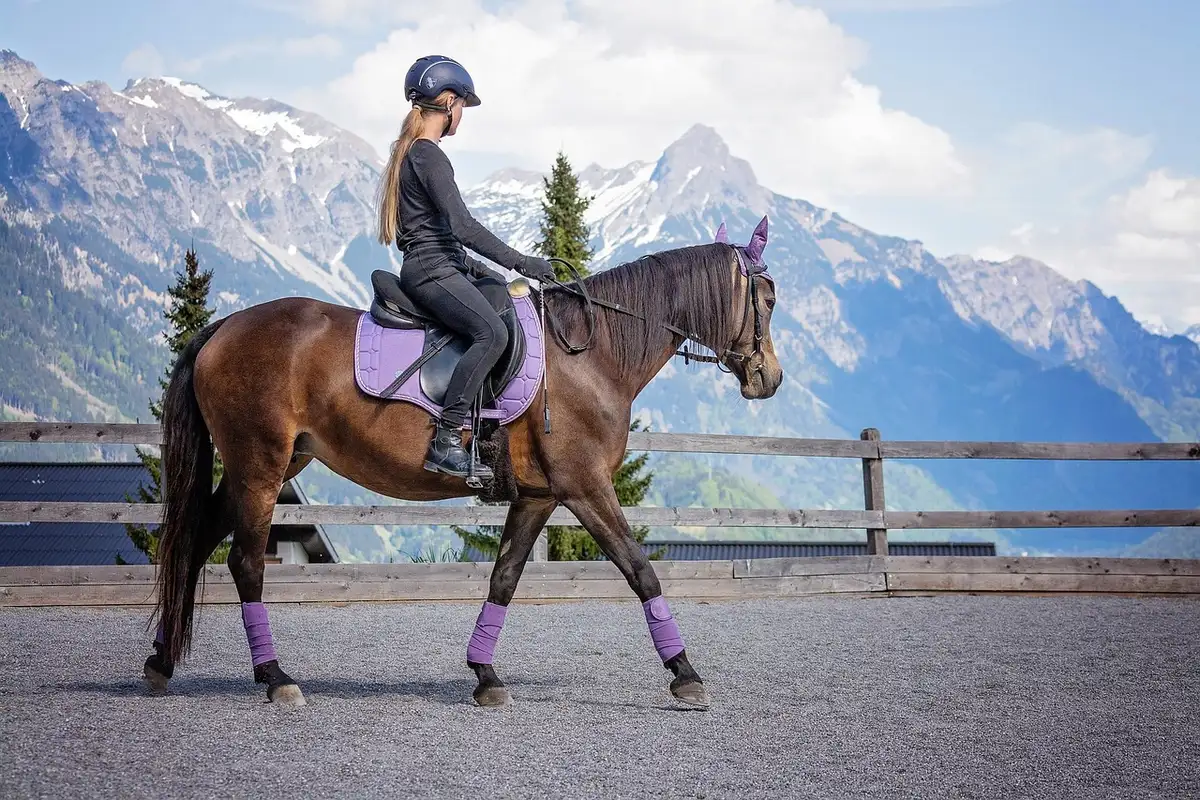 Un cavalier communique avec son cheval lors d'une séance de travail monté
