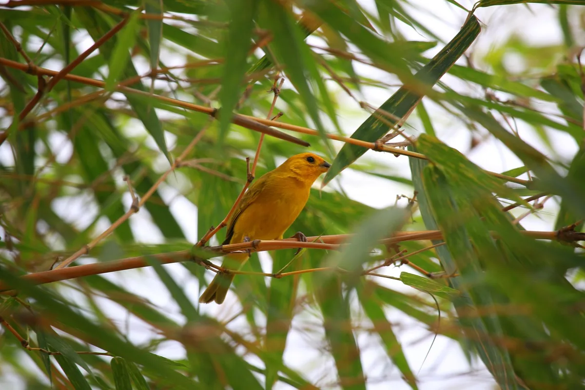 Serin des Canaries dans son habitat naturel de l'archipel des Canaries
