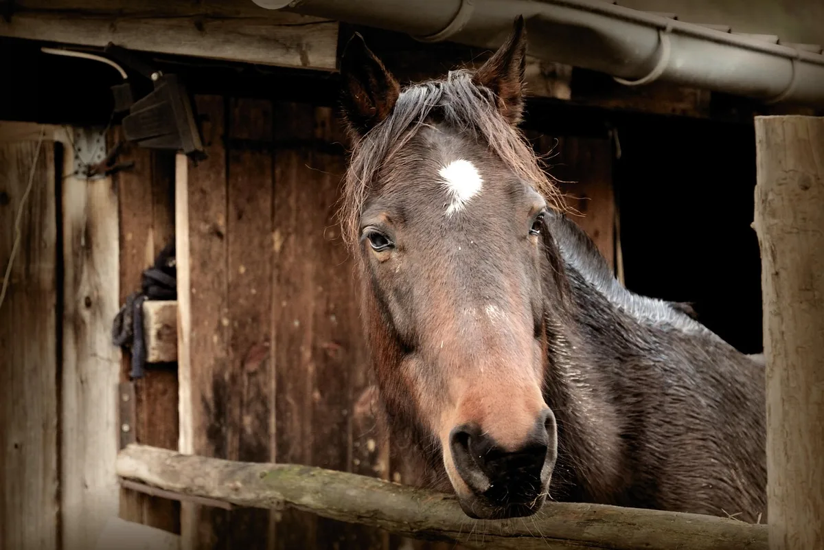 Cavalière prenant soin d'un cheval dans une écurie, montrant le lien émotionnel