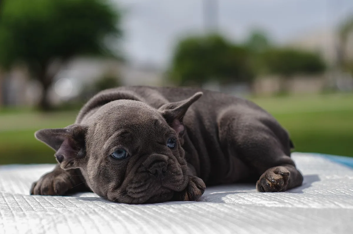 Chien en extérieur levant la patte et reniflant l'herbe