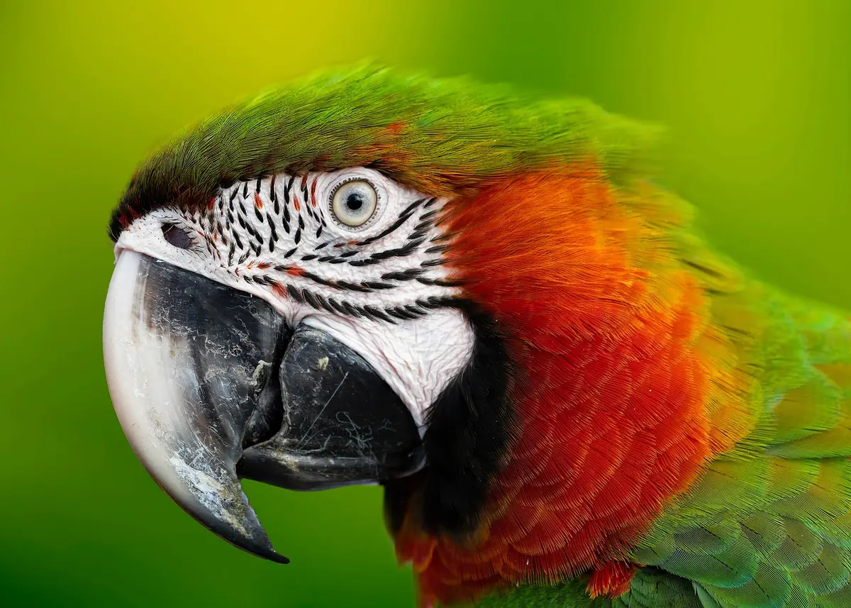 Diamant de Gould posé montrant les couleurs vives du plumage