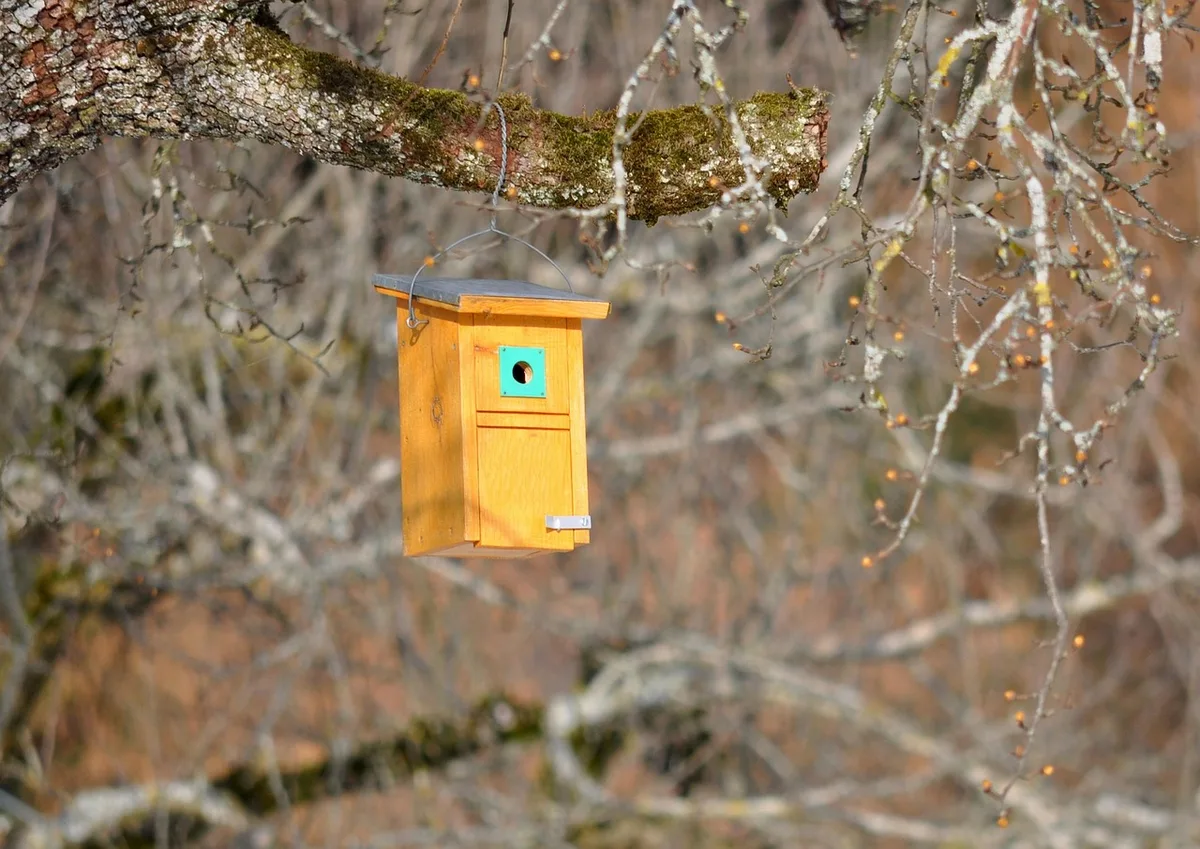 Couple de petites perruches près d'un nid en volière