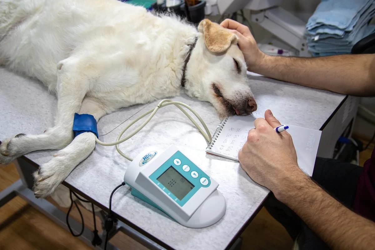 Vétérinaire examinant un chat sur une table d'examen