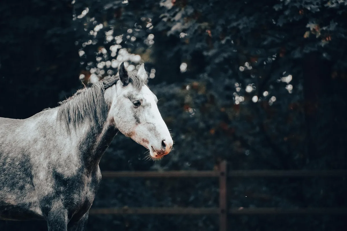 Vétérinaire ou éleveur examinant un cheval près d'une étable en plein jour