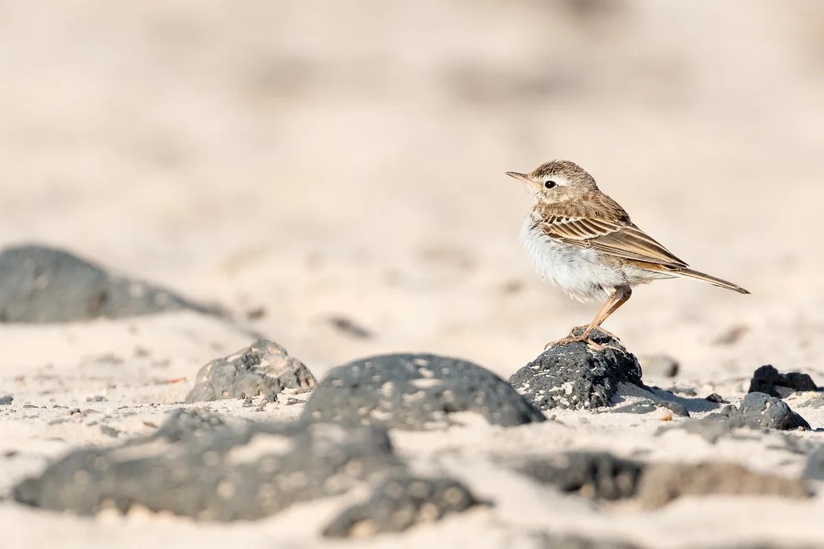 Gros plan sur un canari au plumage fin en train de chanter