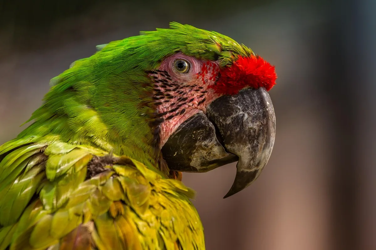 Volière spacieuse avec perchoirs horizontaux pour petits oiseaux