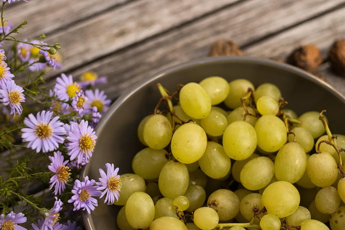 Assortiment d'aliments pour oiseaux: insectes, fruits et coquille d'os de seiche en arrière-plan