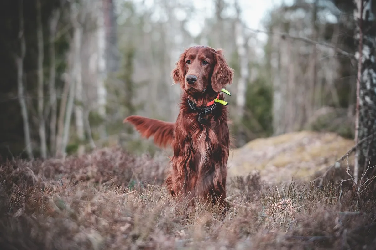 Séance d'entraînement avec friandises renforçant le rappel du chien