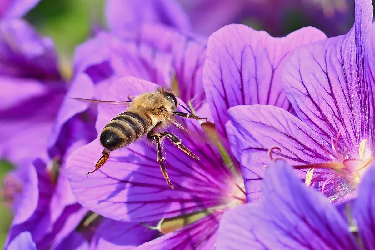Gros plan sur tubes et cavités d'un hôtel à insectes fréquenté par abeilles solitaires