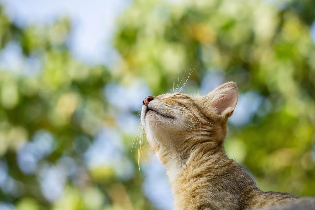 Propriétaire observant un chat qui refuse sa nourriture