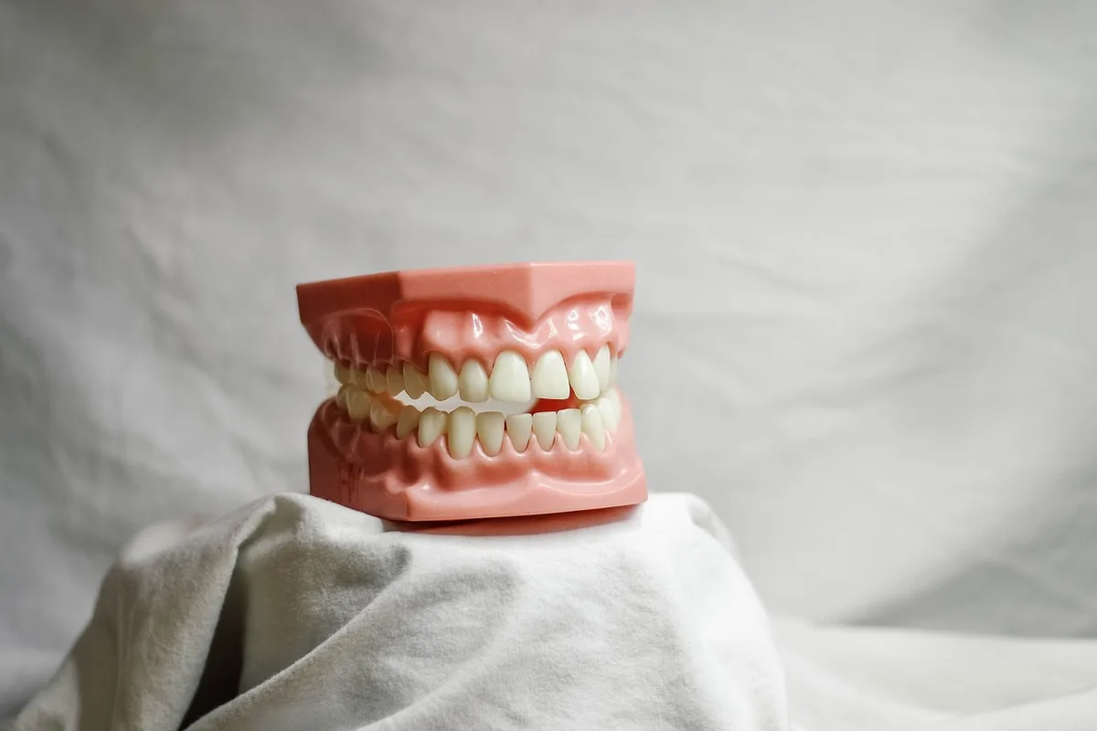 Propriétaire brossant les dents d'un chat près d'une fenêtre en journée