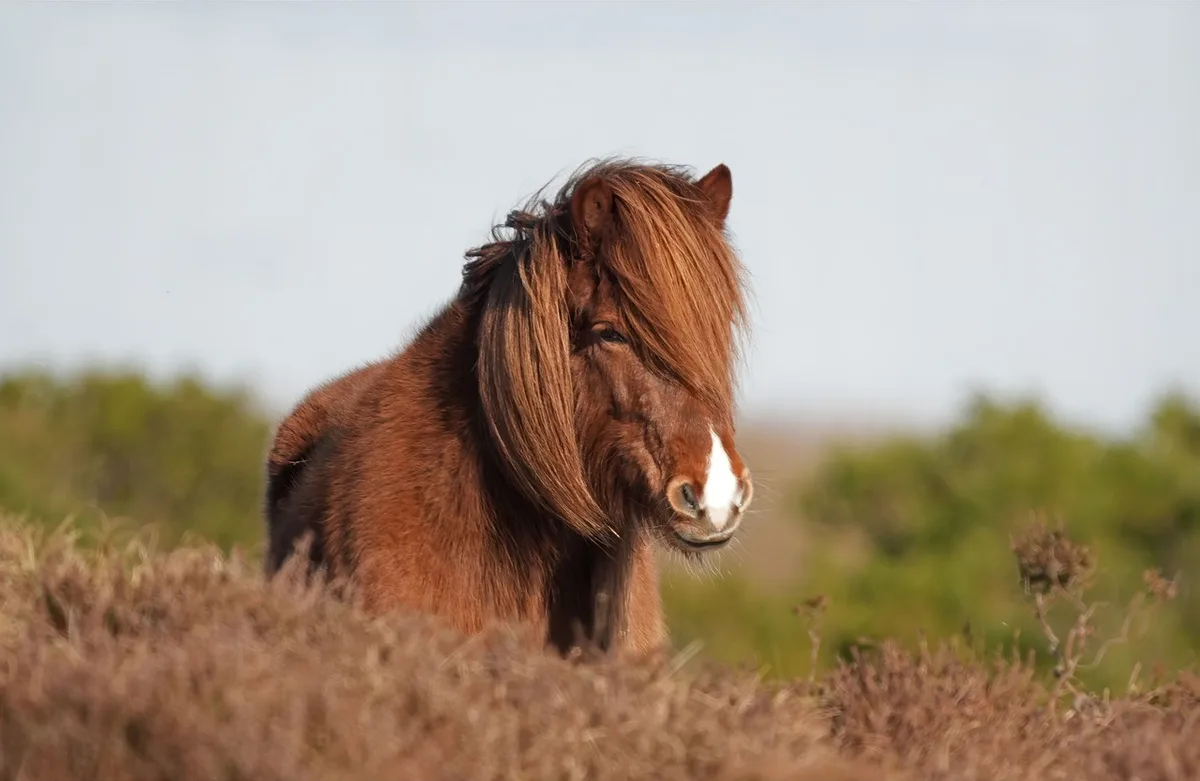 Morphologie typique d'un cheval Franches-Montagnes montrant sa structure compacte et solide