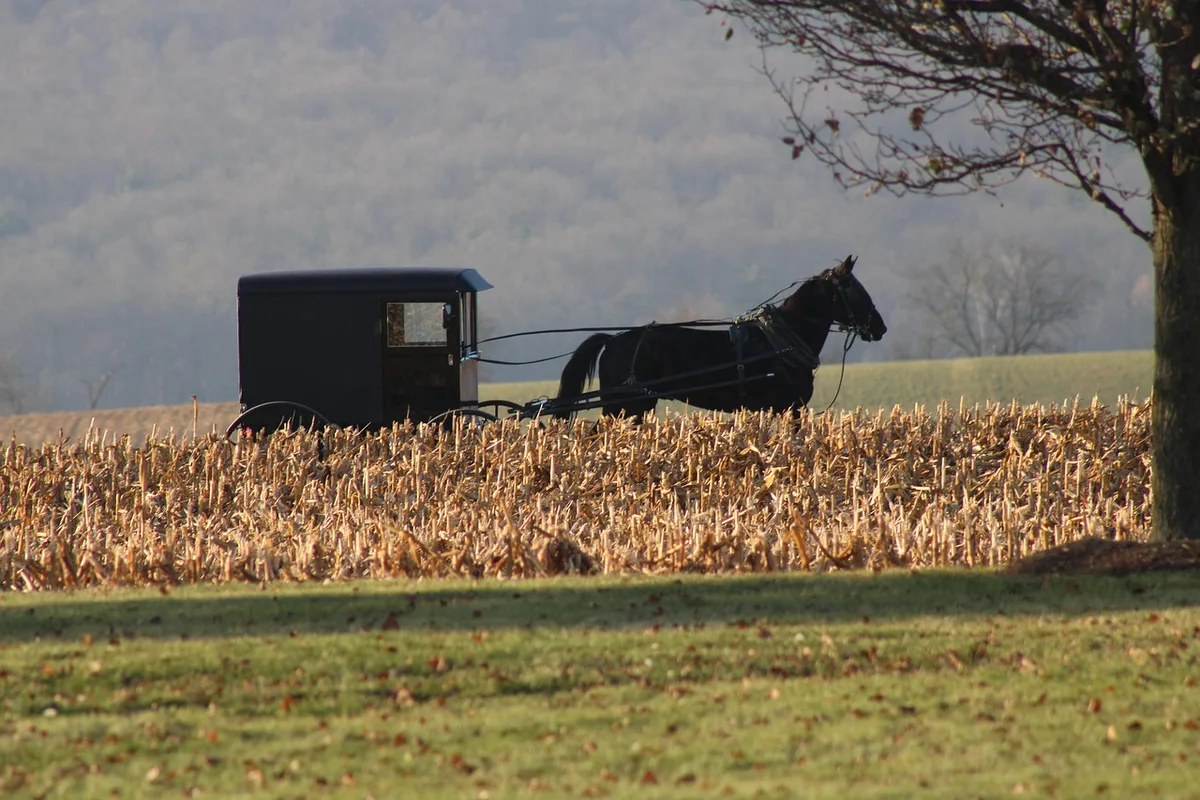Cheval attelé tirant une voiture, illustrant l'usage principal des Franches-Montagnes