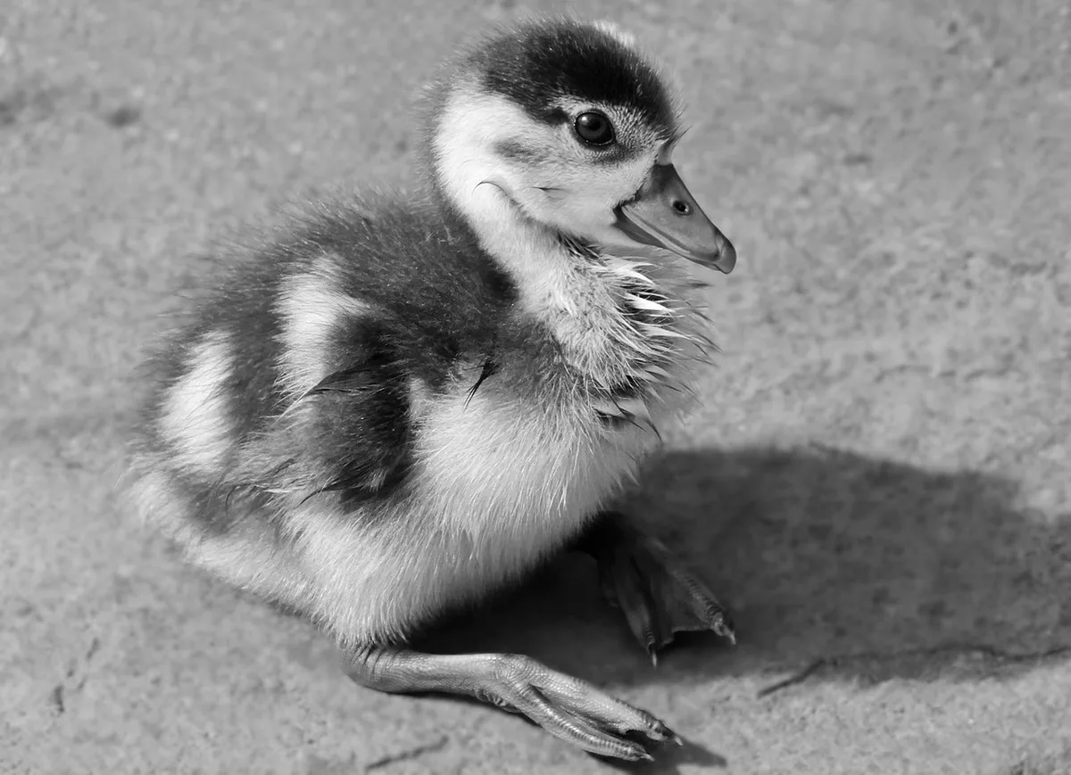 Abri aménagé pour canards et oies avec litière sèche et zones de nidification protégées