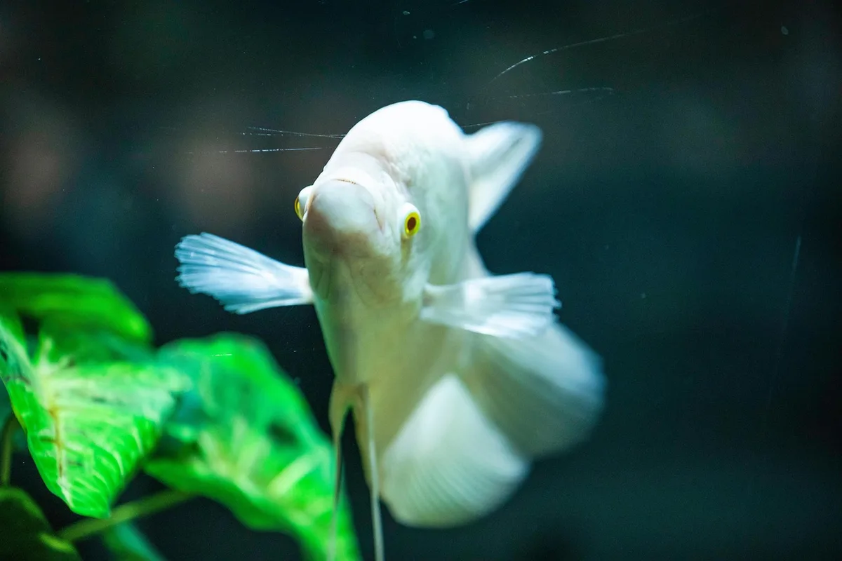 Vue d'un petit aquarium montrant zones de nage surface milieu fond