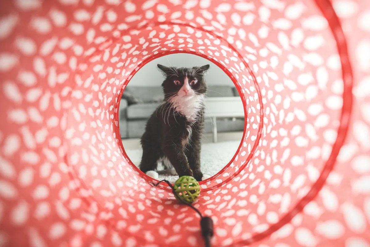 Assortiment de jouets sûrs : cannes à pêche, balles et jouets à texture pour chat
