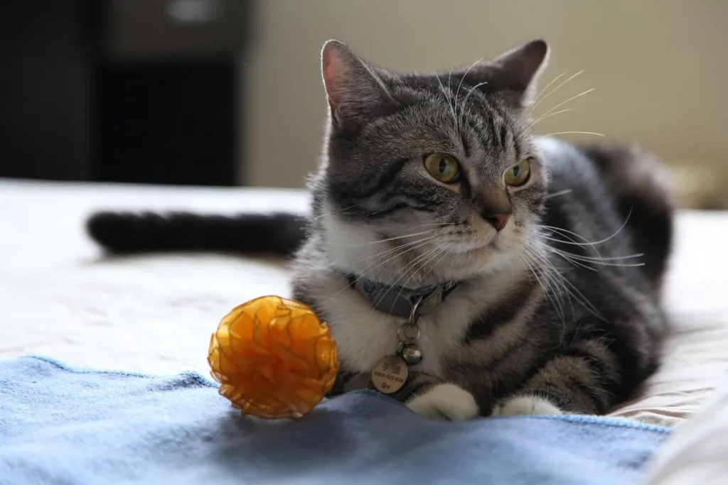 Chaton jouant avec un jouet suspendu dans un intérieur lumineux et sécurisé