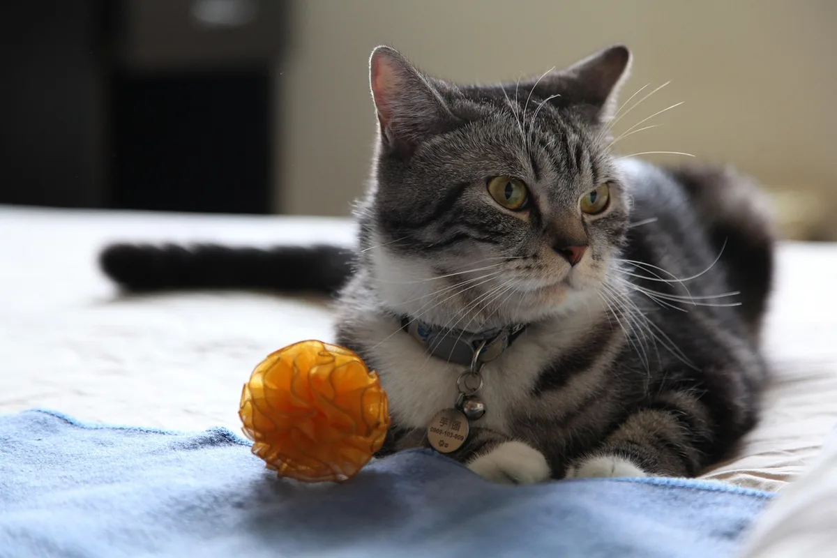 Chaton jouant avec un jouet suspendu dans un intérieur lumineux et sécurisé