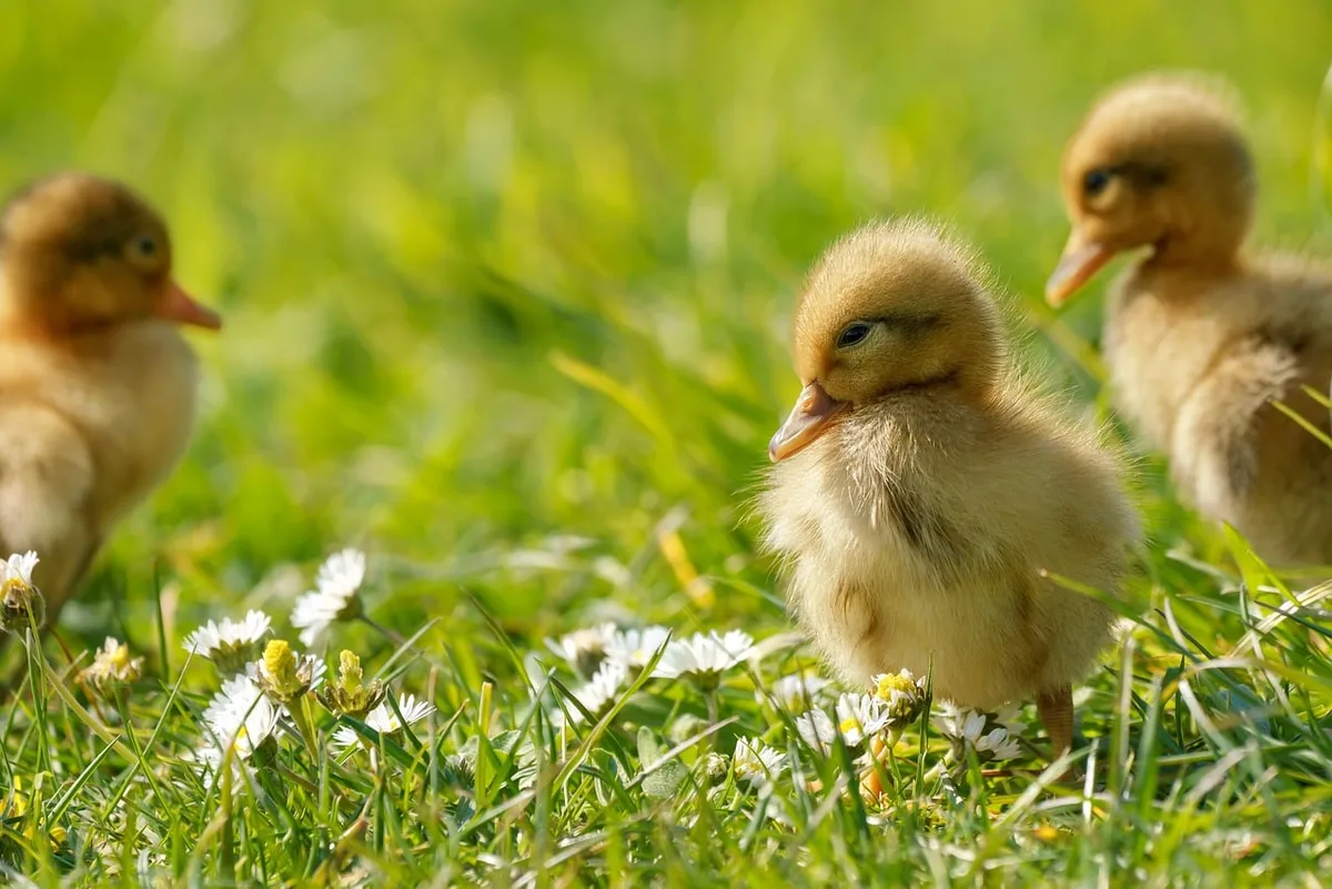 Espace clôturé dans un jardin avec repères de mesure pour enclos de canards