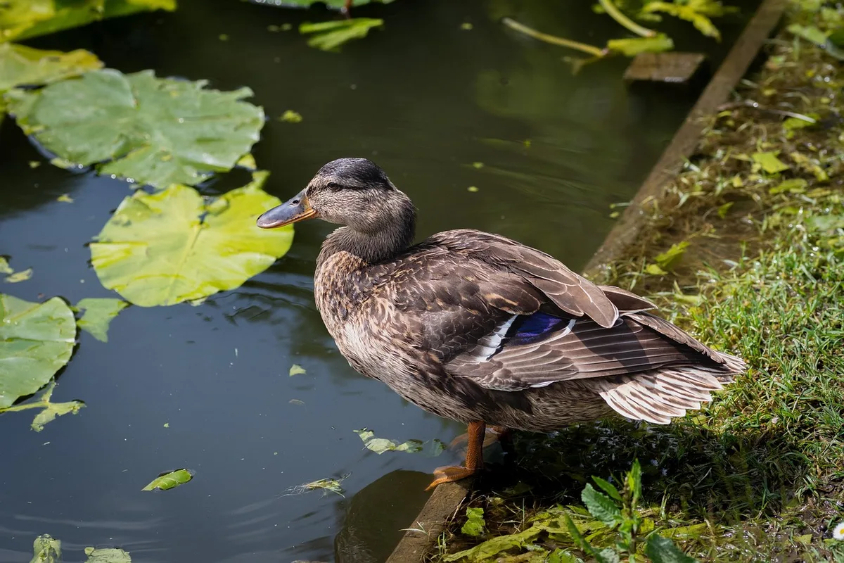 Petit bassin de jardin avec plantes et bord accessible pour canards