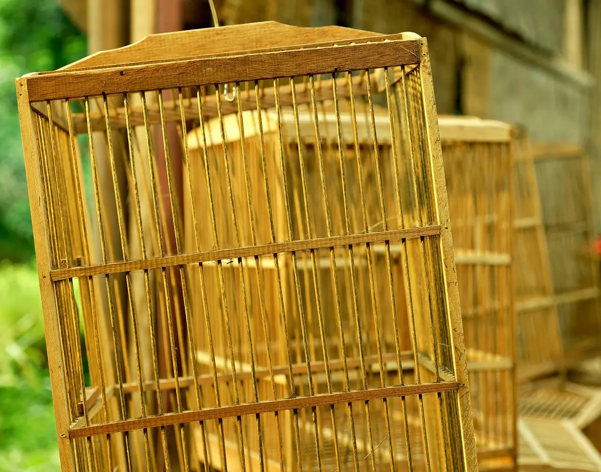 Perchoirs en bois naturel de différentes hauteurs dans une cage d'oiseau