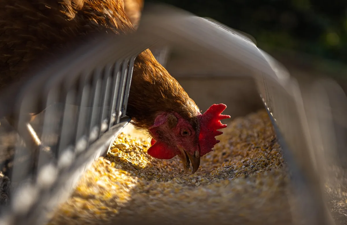 Bol de graines et millet pour l'alimentation d'oiseaux de compagnie