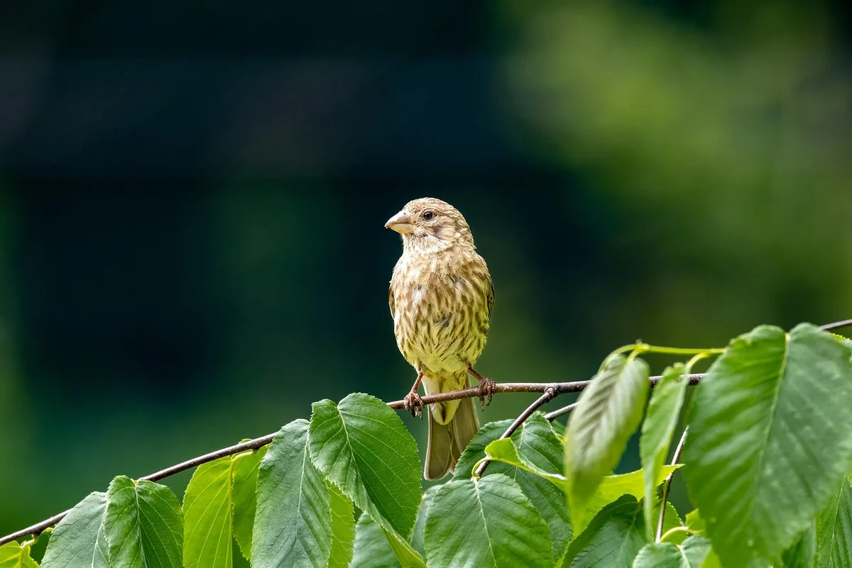 Petit oiseau finch sur perchoirs en bois naturel dans une cage spacieuse avec verdure et éléments de confort