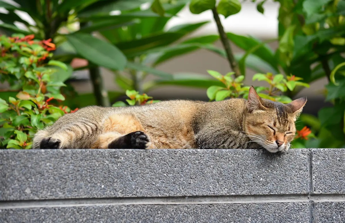 Chat tabby avec des rayures verticales fines caractéristiques du motif mackerel