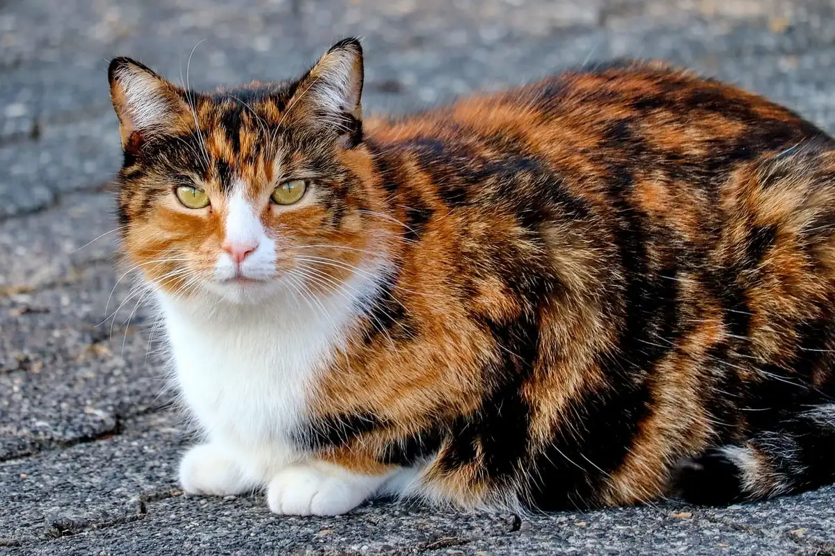 Chat tricolore calico avec pelage blanc, noir et roux distinctifs