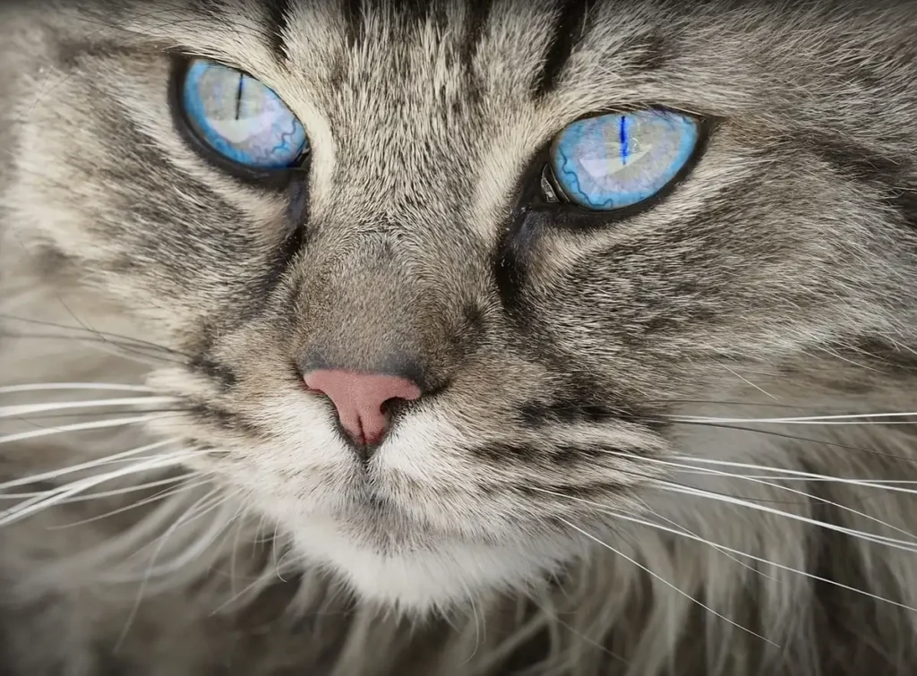 Gros plan du pelage d'un chat montrant différentes couleurs et motifs tabby distinctifs