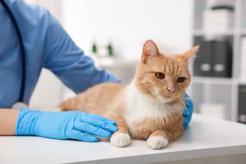 La fréquence des vomissements Allo Animal Mag La fréquence des vomissements Allo Animal Mag